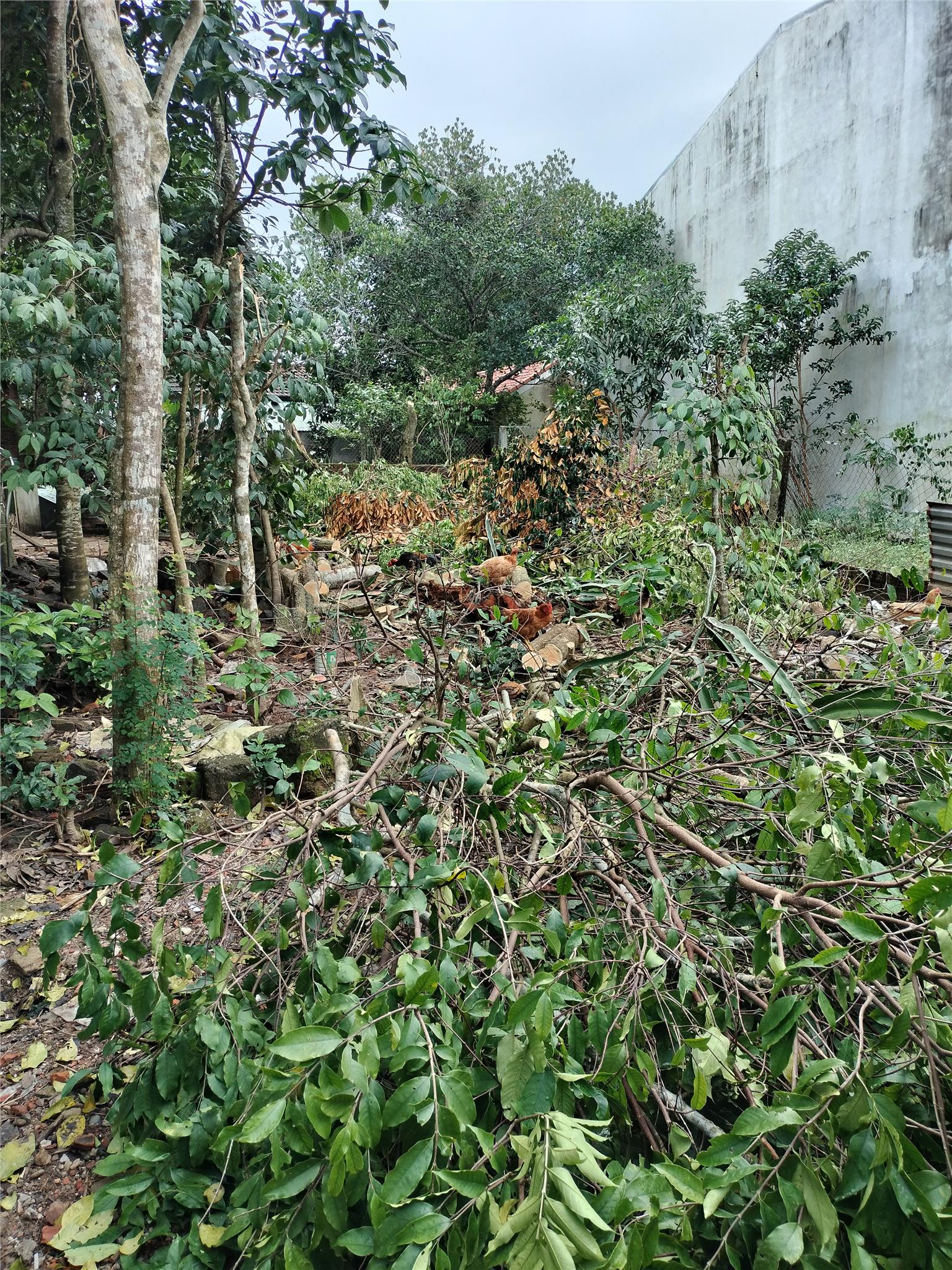BÁN ĐẤT HÒA THỌ TÂY, CẨM LỆ, KIỆT Ô TÔ, 111,5M², GIÁ CHỈ 2,68 TỶ